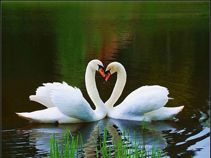 Two Swans Forming Heart — White, Serene, Photograph, Pond, Grass
