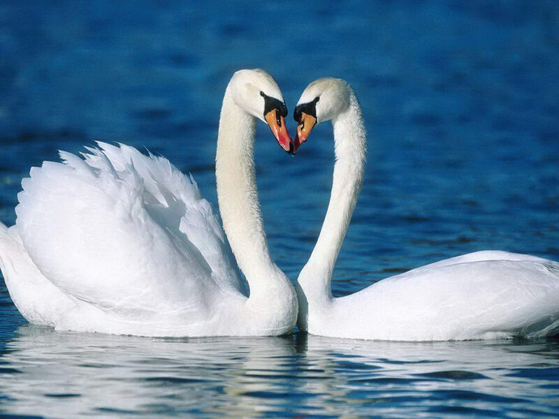 Two Swans Forming Heart — White, Serene, Photograph