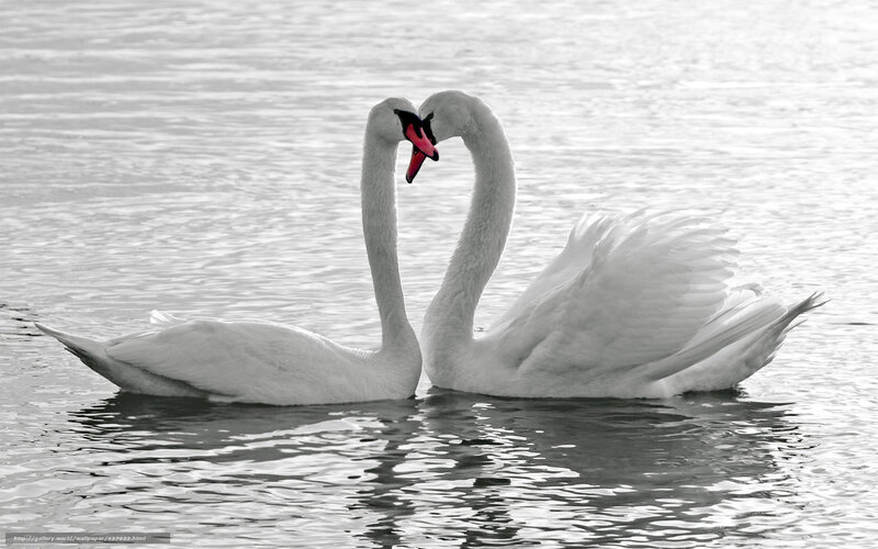 Two Swans Forming Heart — White, Serene, Photograph, Water, Heart Shape, Black