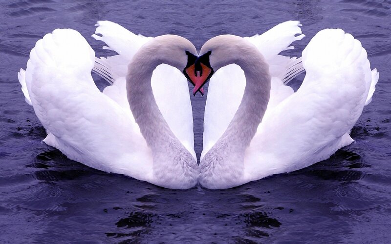 Two Swans Forming Heart — White, Serene, Photograph, Water, Heart Shape, Purple, Black