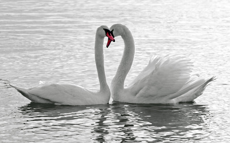 Two Swans Forming Heart — White, Serene, Photograph, Water, Heart Shape