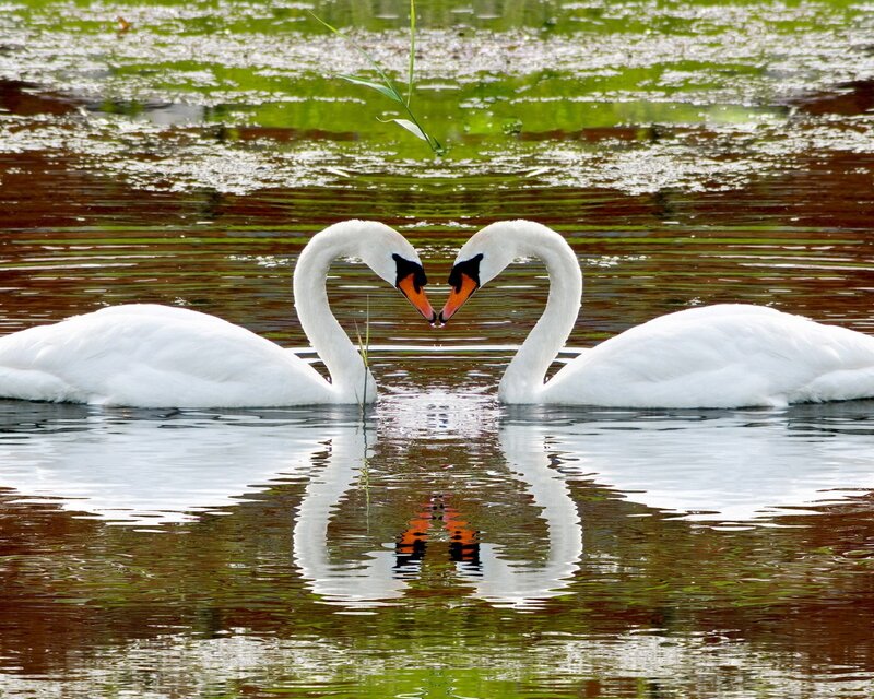 Two Swans Forming Heart — White, Serene, Photograph, Water, Reflection
