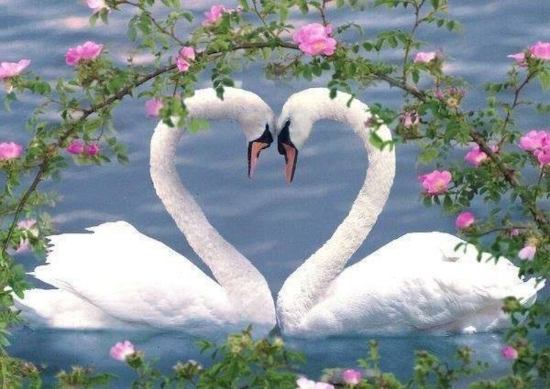 Two Swans Forming Heart — White, Serene, Spring