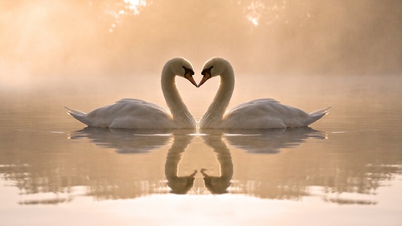 Two Swans Forming Heart — White, Serene, Sunrise, Photograph, Heart Shape