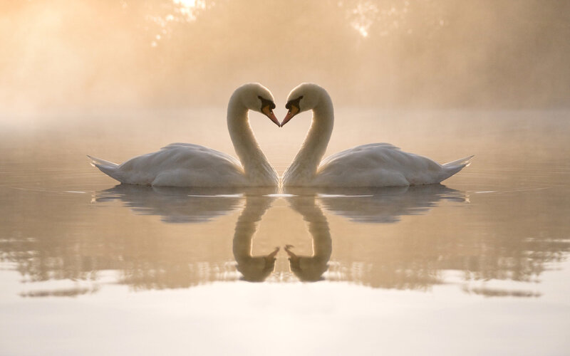 Two Swans Forming Heart — White, Serene, Sunrise, Photograph, Water, Reflection, Sunlight