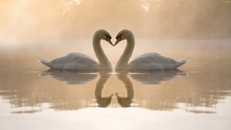 Two Swans Forming Heart — White, Serene, Sunrise, Photograph, Water