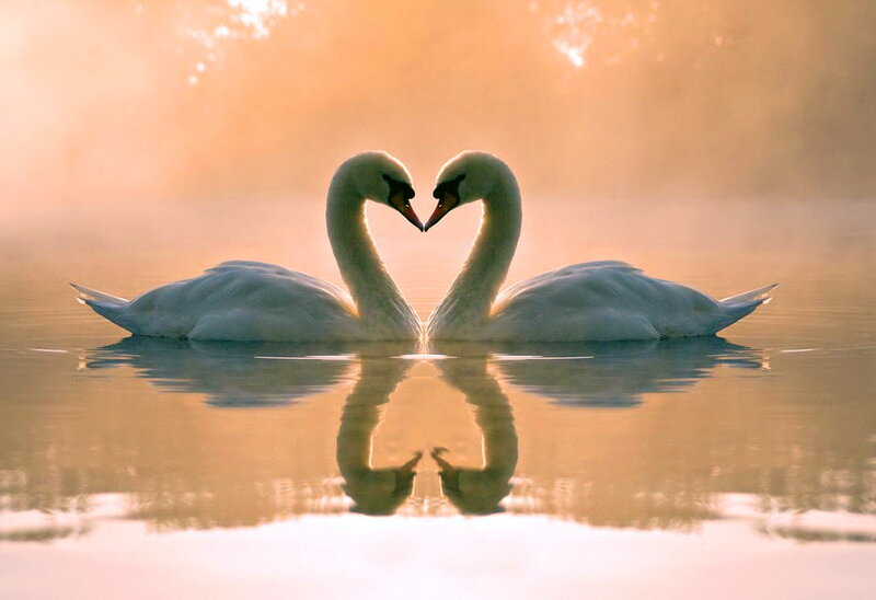 Two Swans Forming Heart — White, Serene, Sunrise