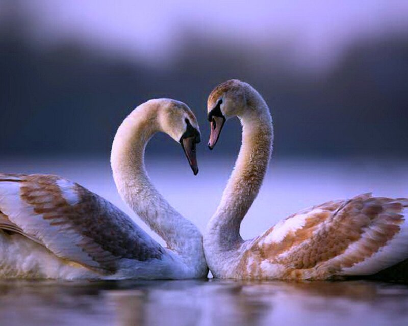 Two Swans Forming Heart — White, Serene, Sunset, Photograph, Heart Shape, Water