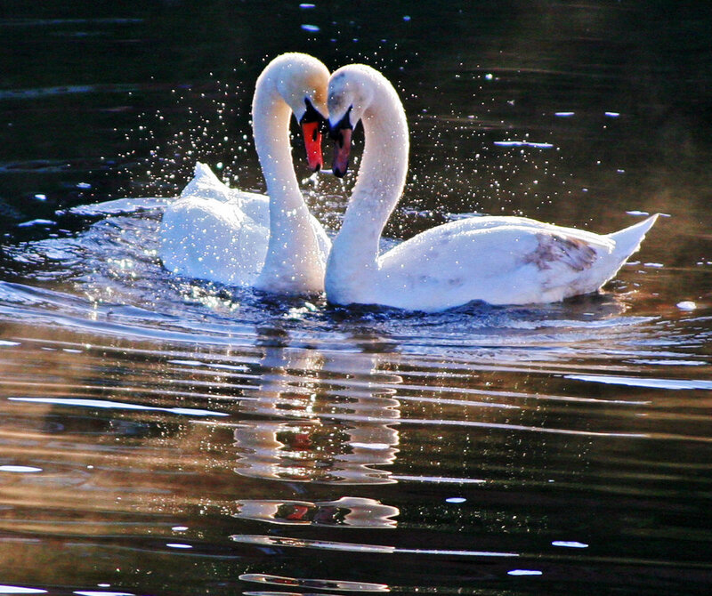 Two Swans Forming Heart — White, Serene, Sunset, Photograph