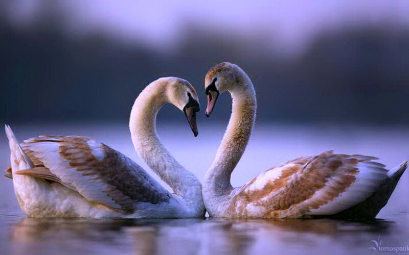 Two Swans Forming Heart — White, Serene, Sunset, Photograph, Water, Sky