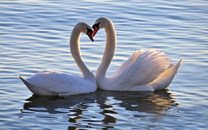 Two Swans Forming Heart — White, Serene, Sunset, Photograph, Water, Sunlight