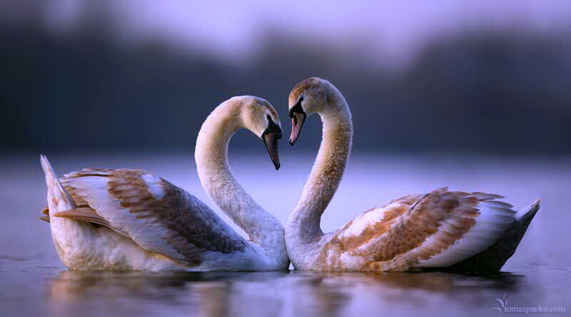 Two Swans Forming Heart — White, Serene, Sunset