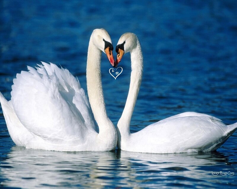 Two Swans Forming Heart — White, Serene