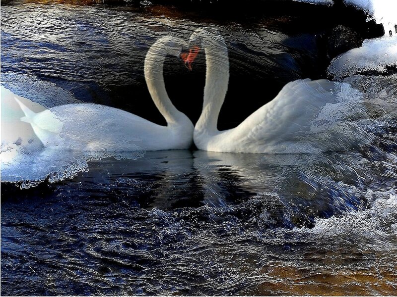 Two Swans Forming Heart — White