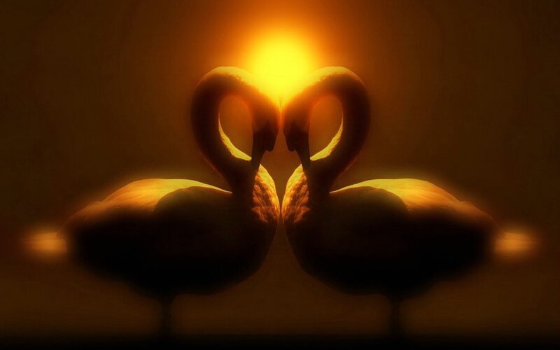 Two Swans Forming Heart — Yellow, Dramatic