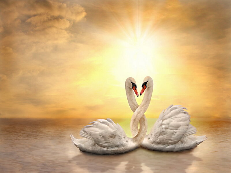Two Swans Forming Heart — Yellow