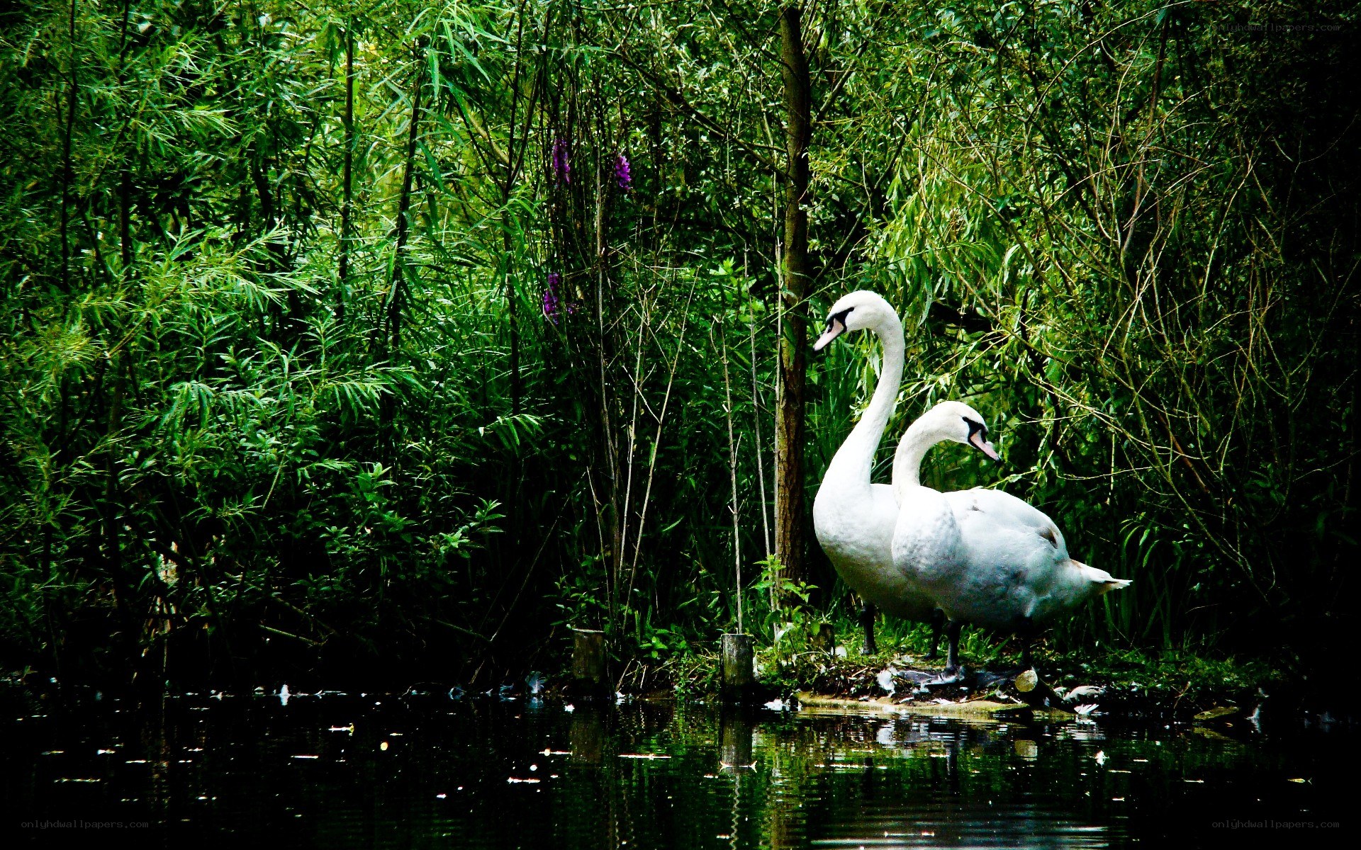 Two swans in a forested pond