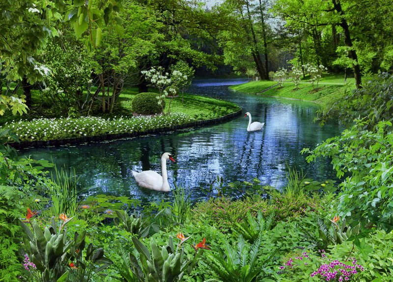 Two Swans in a Pond — Green, Serene, Afternoon