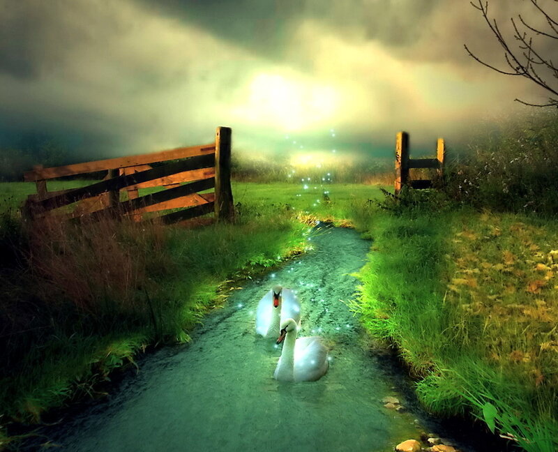 Two Swans in a Stream