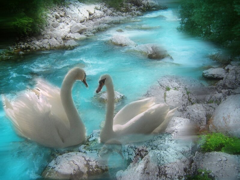 Two swans in a turquoise river