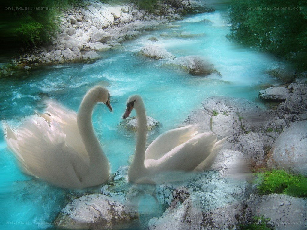 Two swans in a turquoise river