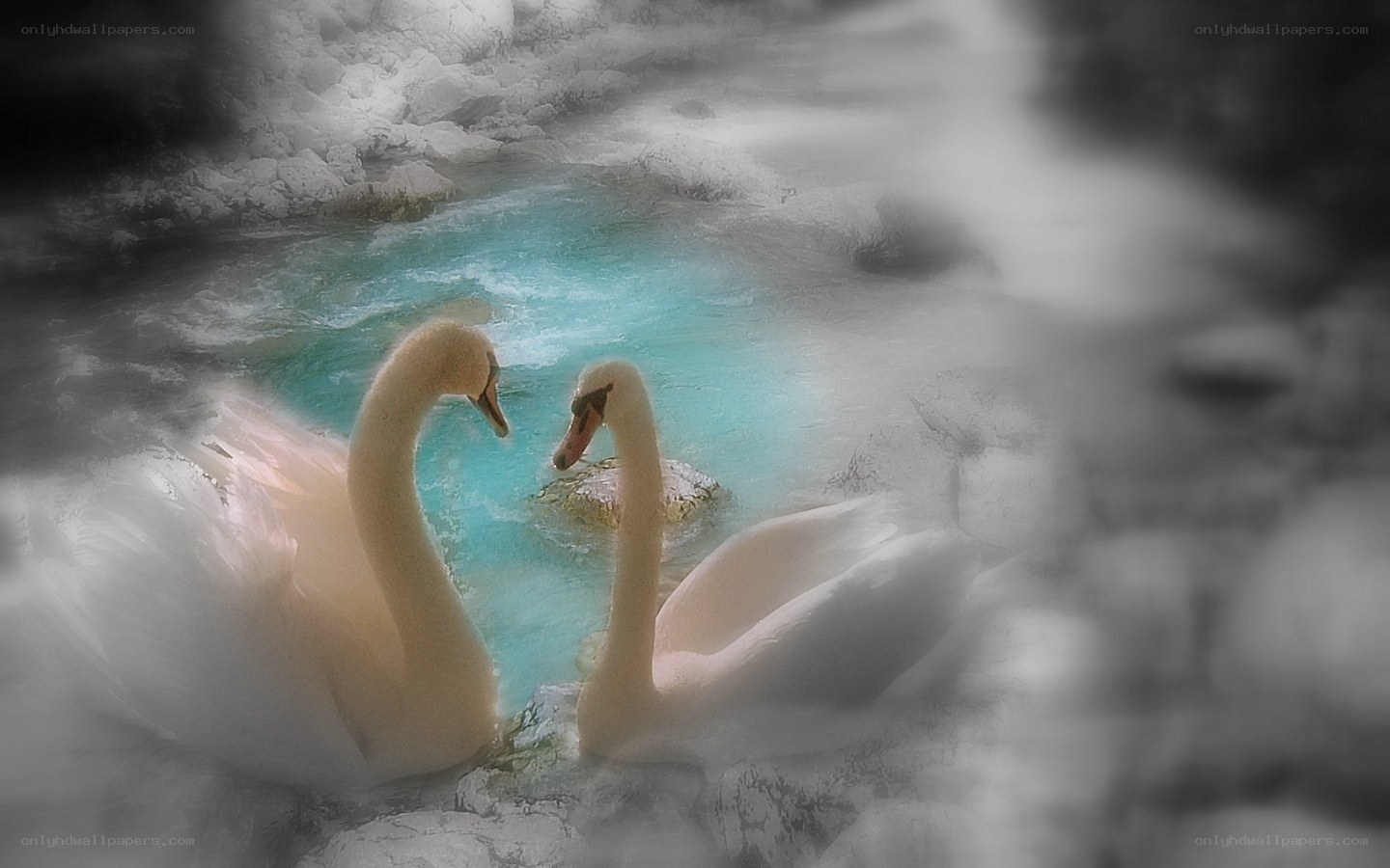 Two swans in a turquoise stream