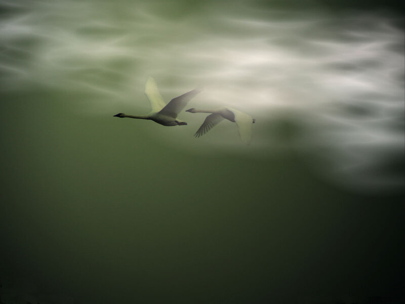 Two swans in flight