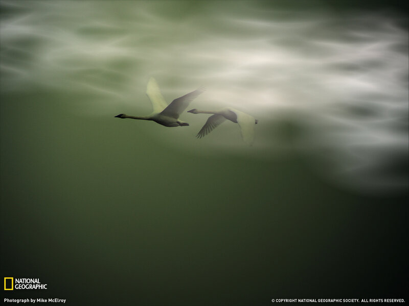 Two swans in flight