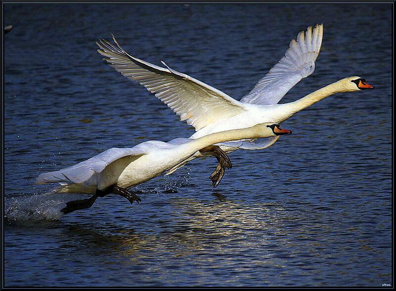 Two Swans in Flight — Blue