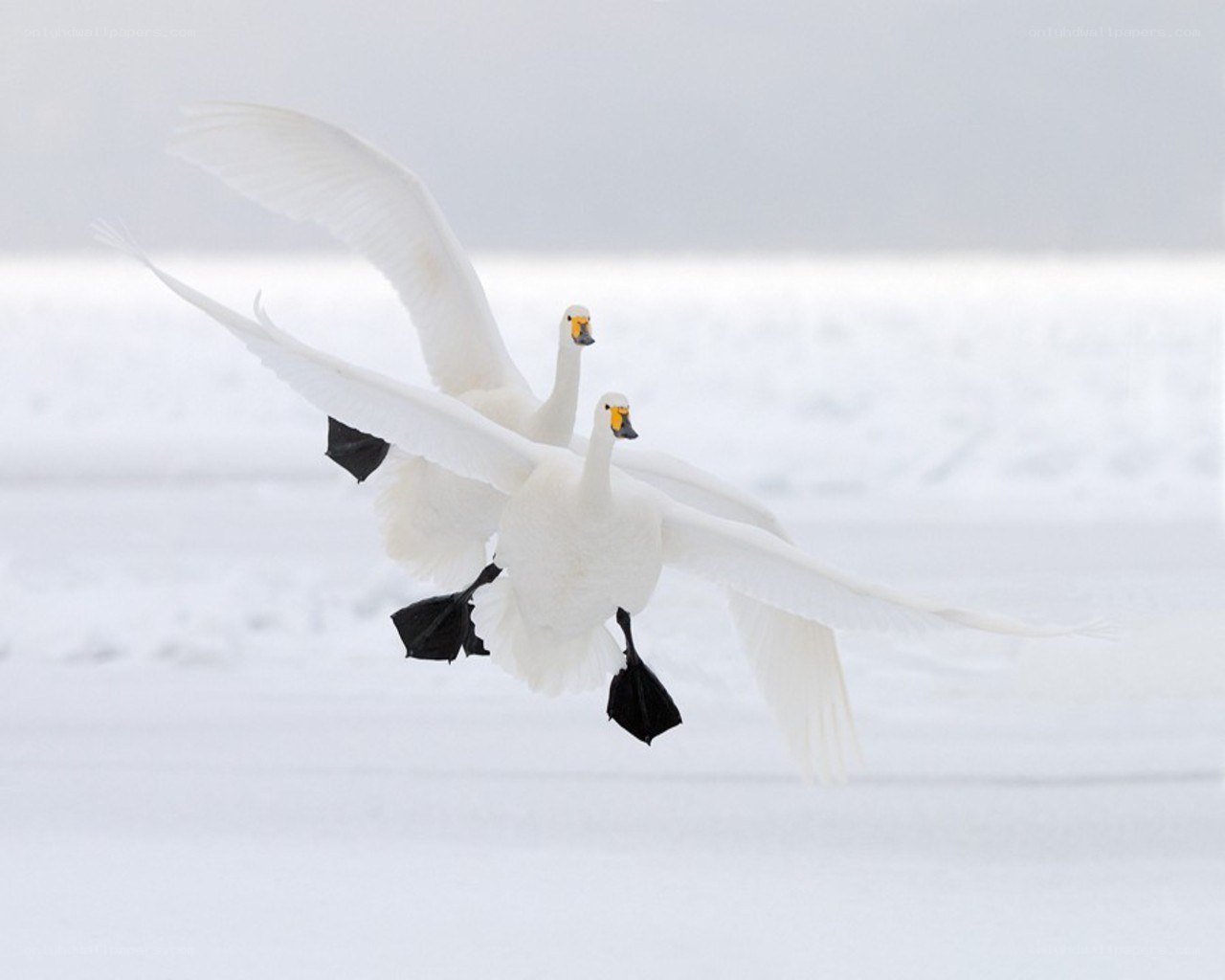 Two swans in flight over snow