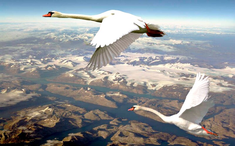 Two Swans in Flight — White, Serene, Afternoon