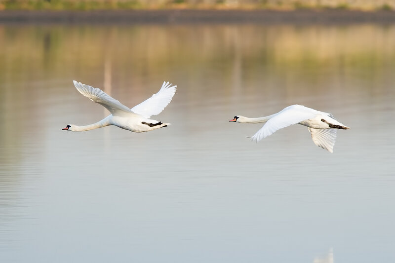Two Swans in Flight — White, Serene