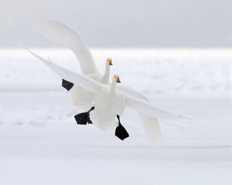 Two Swans in Flight — White, Serene, Winter