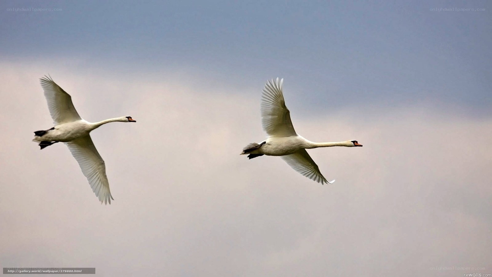 Two swans in flight