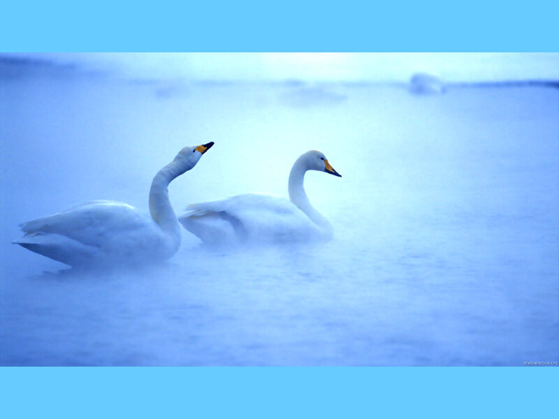 Two Swans in Fog — Blue