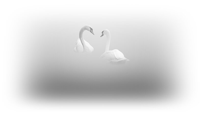 Two Swans in Fog