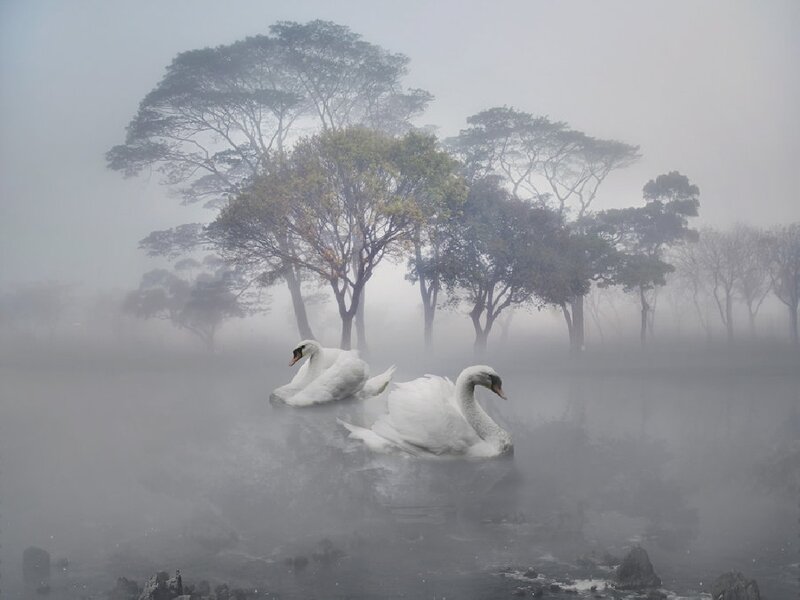 Two Swans in Fog — White