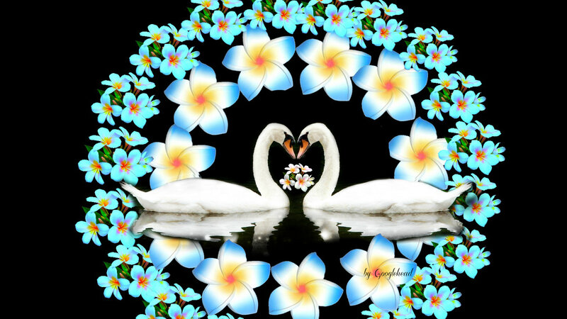 Two Swans in Heart Shape — White