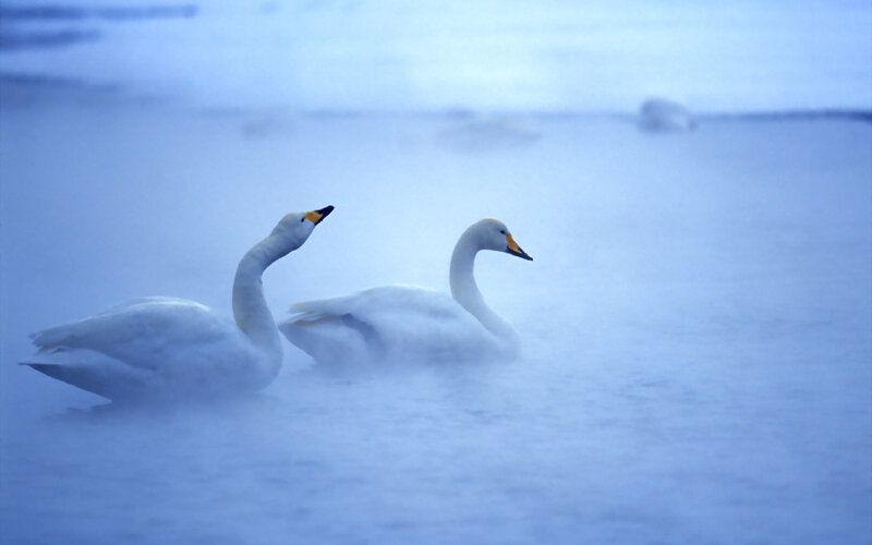 Two Swans in Mist — Blue, Serene