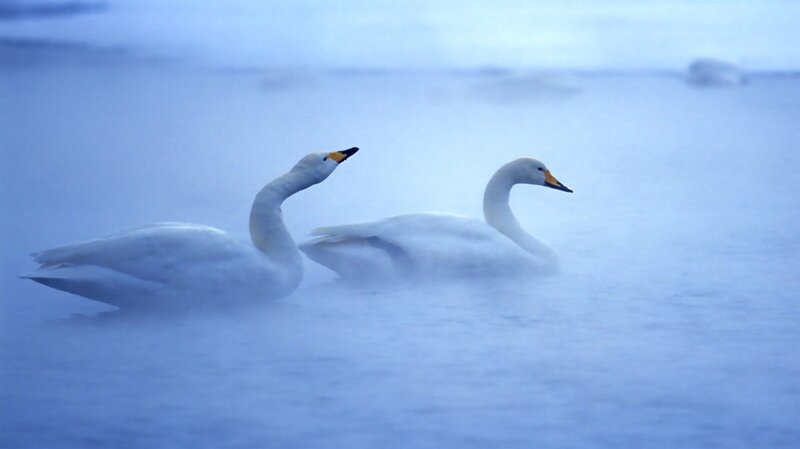 Two Swans in Mist — Blue, Serene, Winter, Photograph