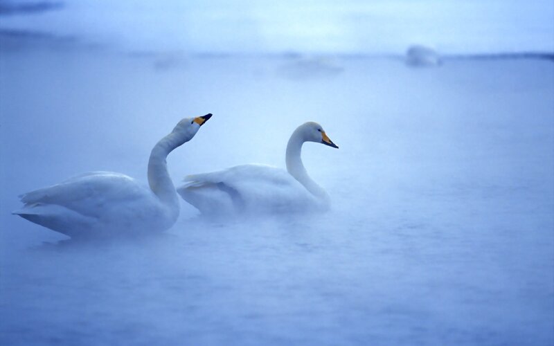 Two Swans in Mist — Blue, Serene, Winter