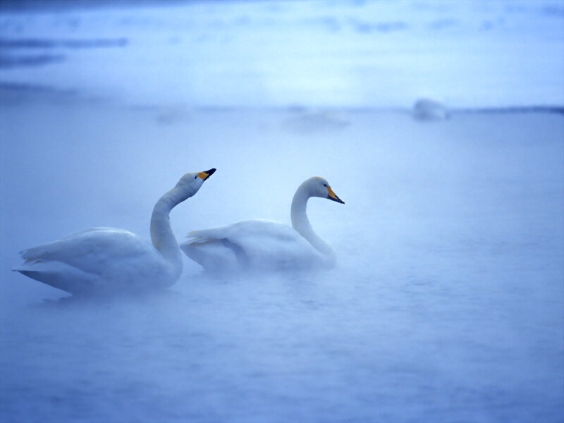 Two Swans in Mist — Blue