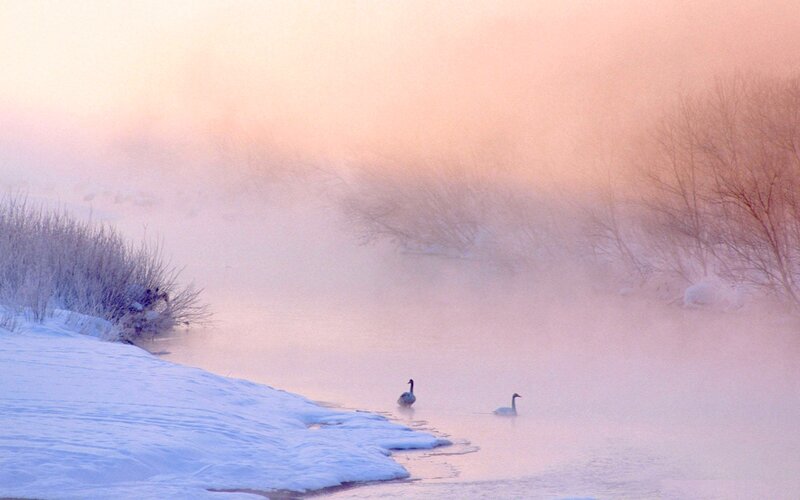 Two Swans in Mist