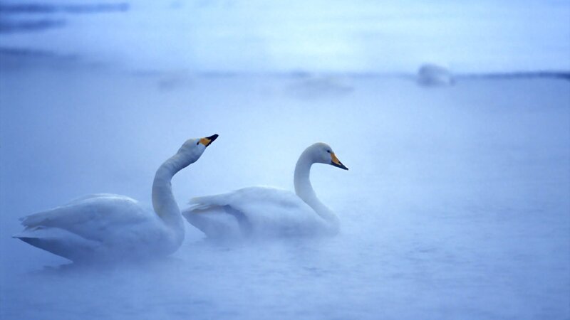 Two swans in misty water
