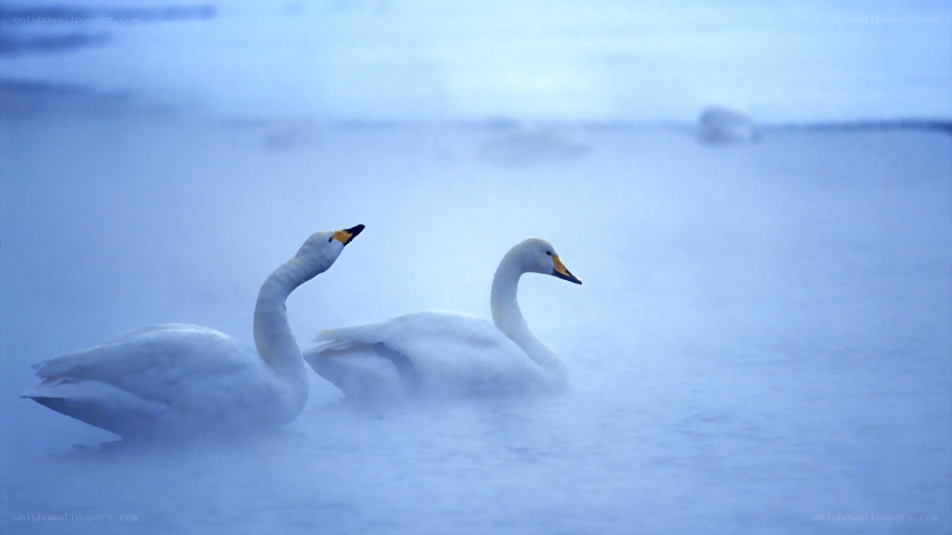 Two swans in misty water
