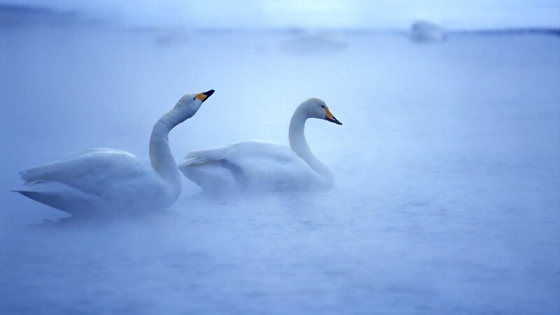 Two swans in misty water