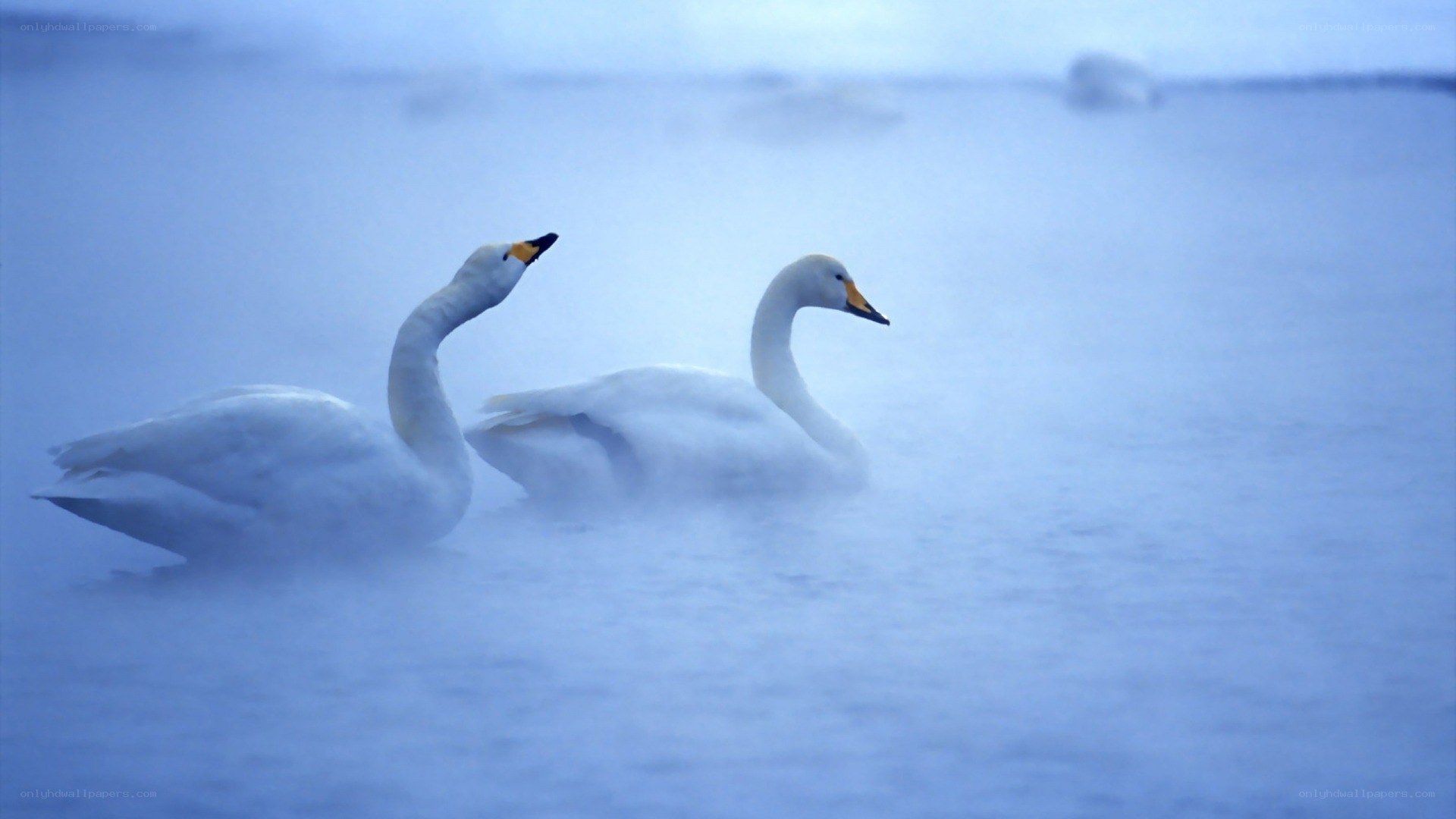Two swans in misty water