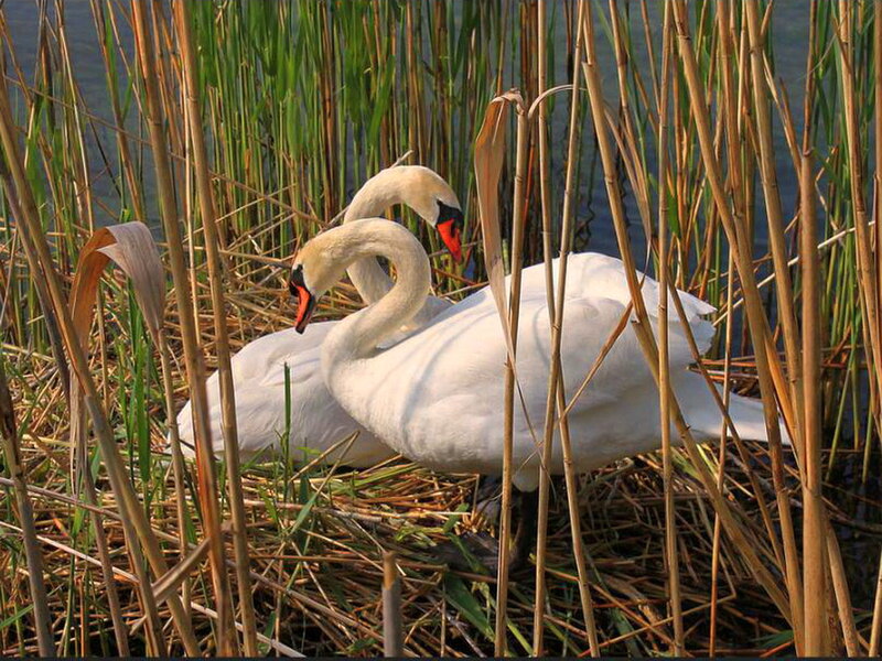 Two Swans in Nest