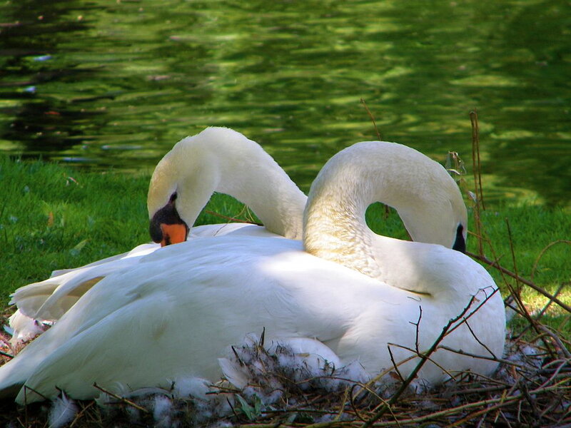 Two Swans in Nest — White
