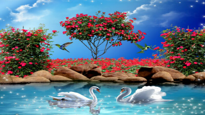 Two Swans in Pond — Blue, Serene, Morning
